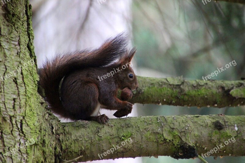 Squirrel Forest Nut Rodent Free Photos