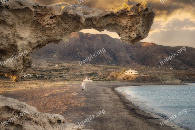 Sea Sunset Seagull Landscape Beach