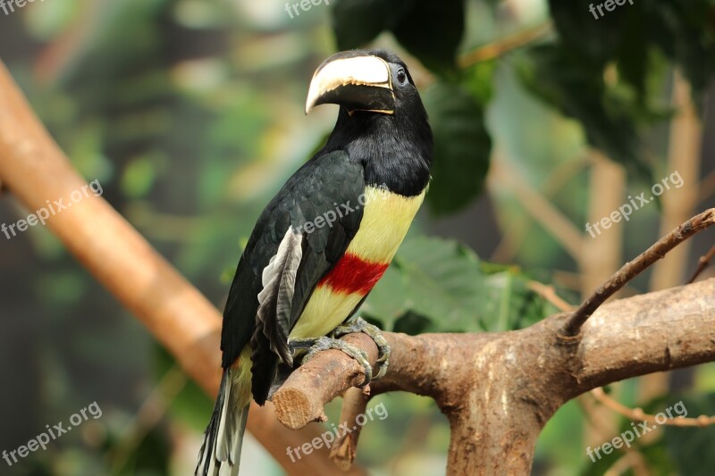 Bird Zwartnek Arassari Pteroglosus Aracari South America Toucan