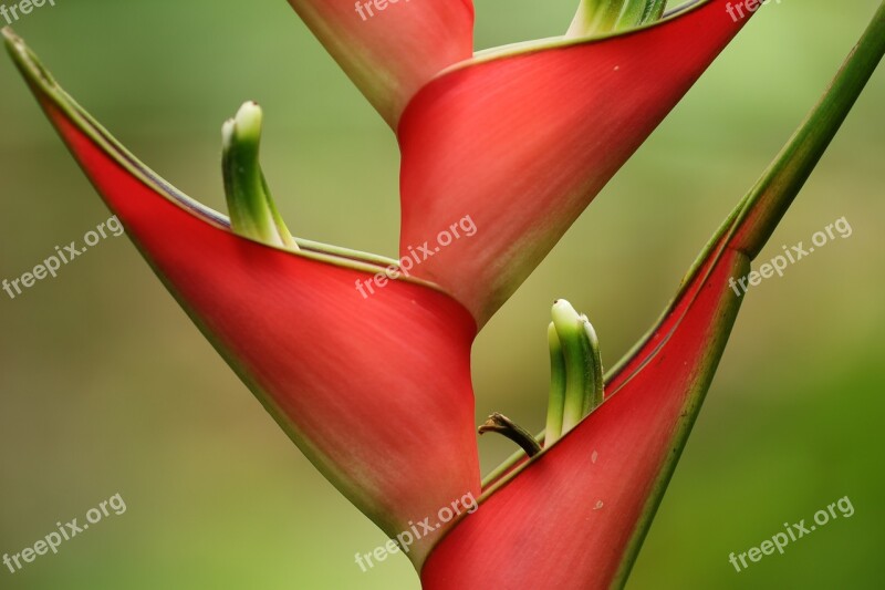 Flower Tropical Exotic Red Colorful