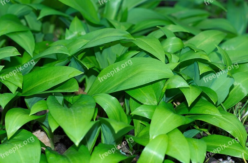 Bear's Garlic Young Green Fresh Wild Vegetables