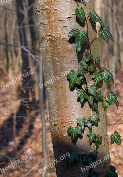 Tree Forest Ivy Log Creeper