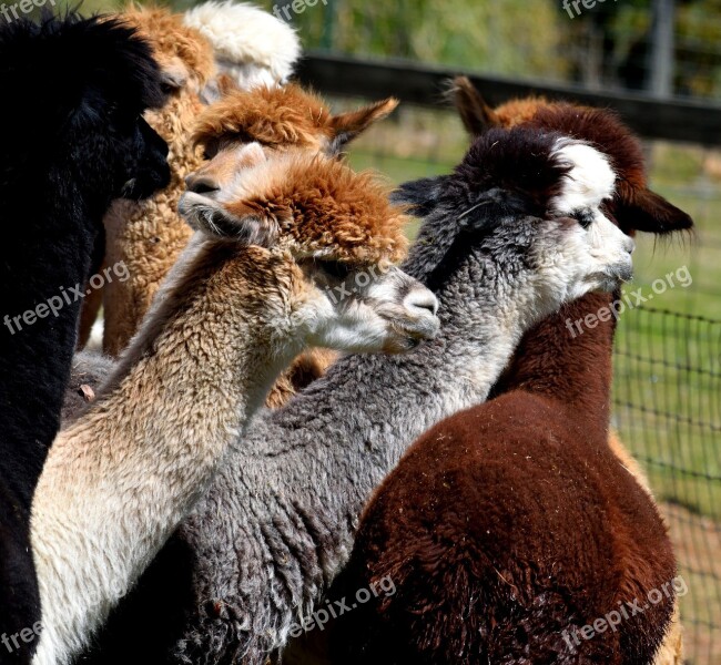 Alpacas Animal Cute Alpaca Farm Fur