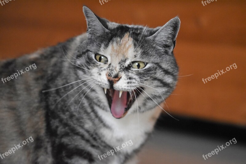 Cat Yawns Laughs Domestic Cat Mieze