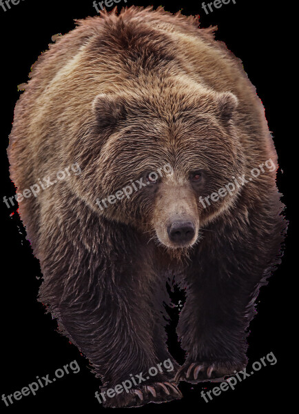 Bear Grizzly Animal World Predator Furry