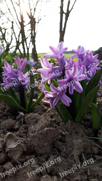 Hyacinth Flower Blossoms Free Photos