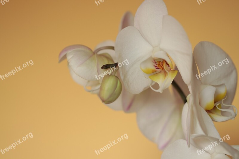 Orchid Phalaenopsis Butterfly Orchid White Yellow