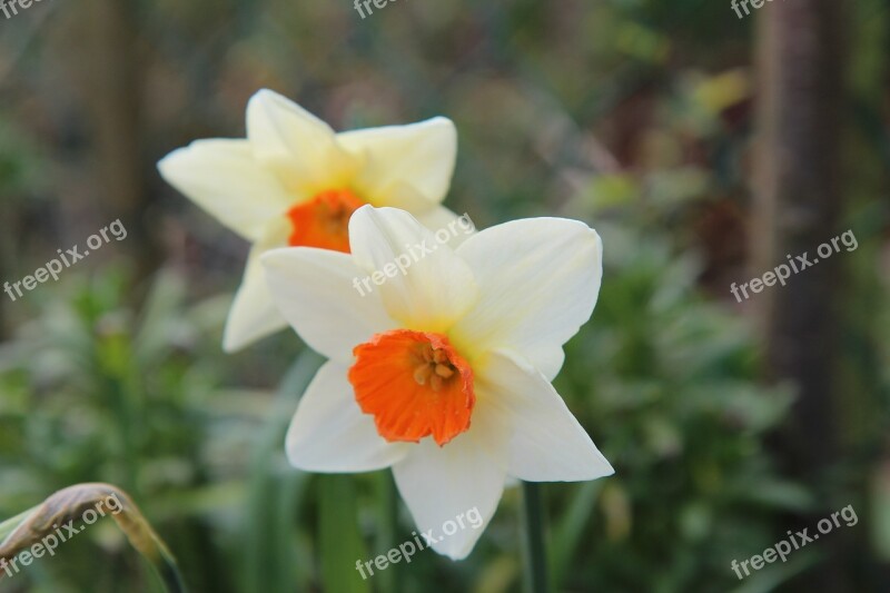 Narcissus Spring Daffodil Flowers Flowering