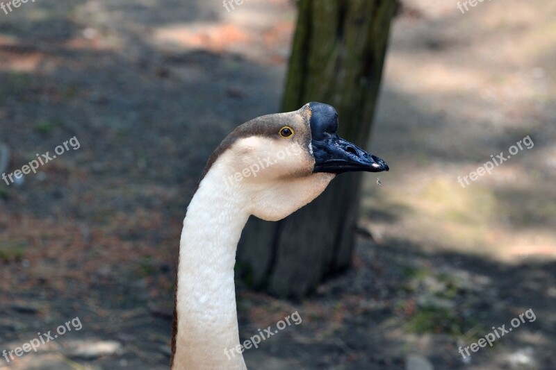 Animal Bird Zoo African Goose