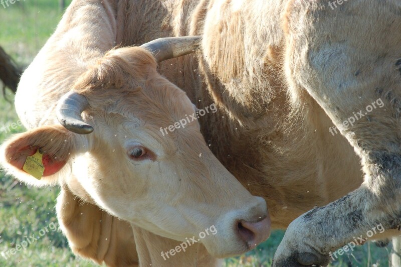 Cow Pasture Agriculture Animal Livestock