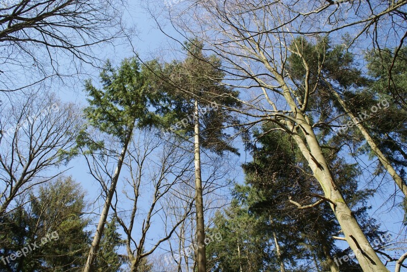 Trees Nature Arboretum Forest Coniferous