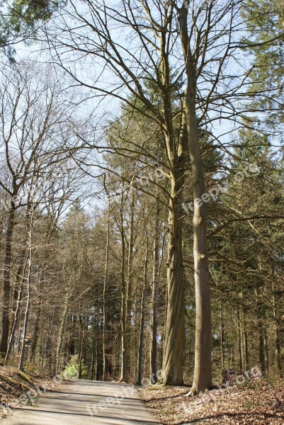 Trees Nature Arboretum Forest Coniferous