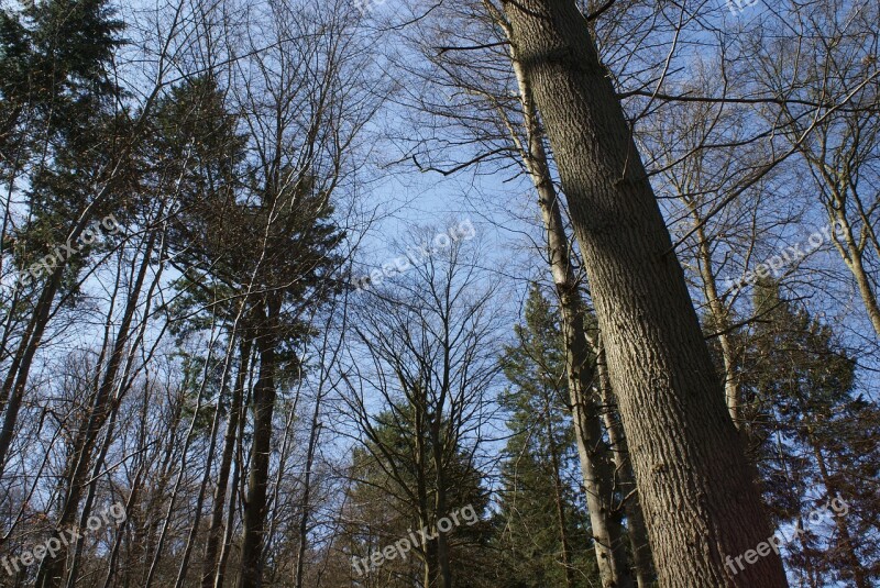 Trees Nature Arboretum Forest Coniferous