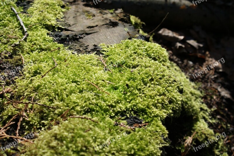 Foam Nature Forest Wood Environment