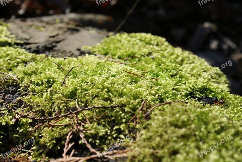 Foam Nature Forest Wood Environment