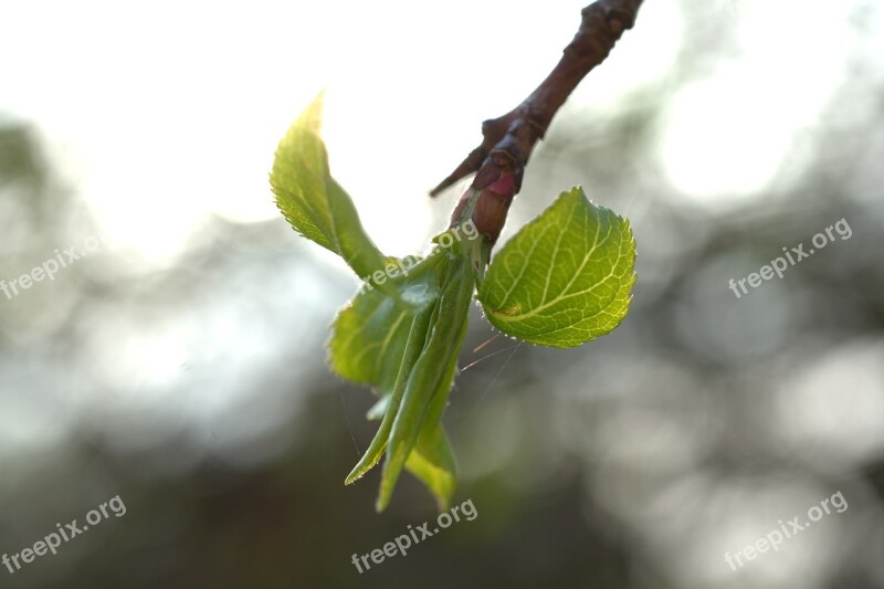 Leaf Bud Spring Green Tree