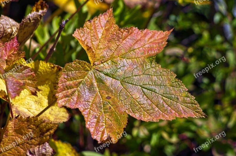 Autumn Thimbleberry Leaf Color Leaf Autumn Colorful