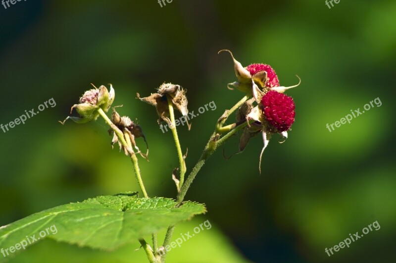 Thimbleberries In Cascade Canyon Berries Fruit Thimbleberry Food