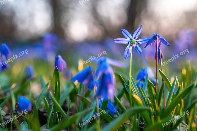 Scilla Siberica Scilla Flower Bloom Blossom