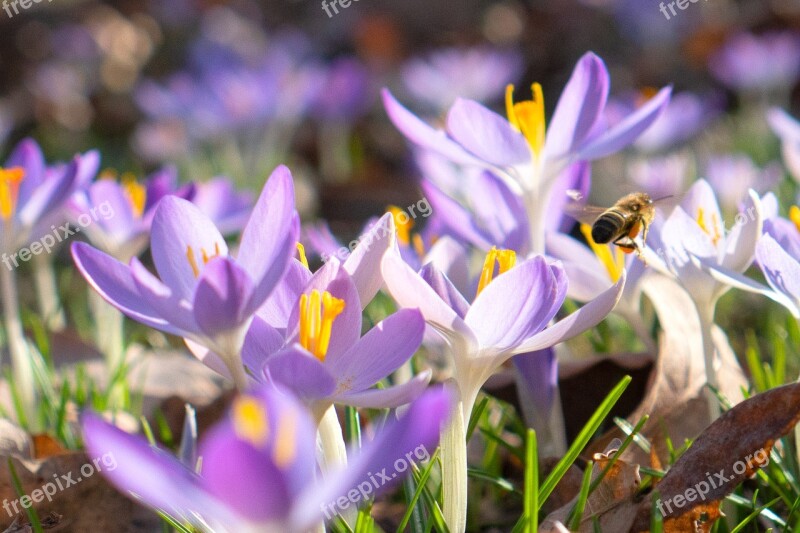 Crocus Spring Nature Bloom Flower