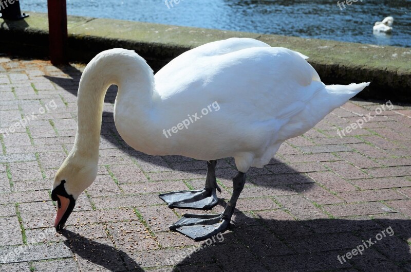 Swan River Water Nature White