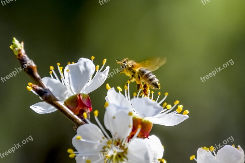 Bee Flower Nature Spring Free Photos