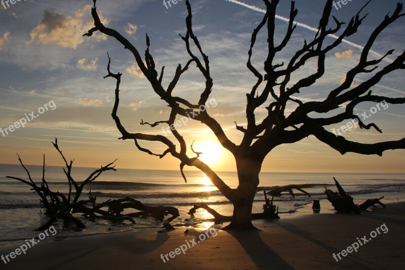 Beach Sunrise Nature Coast Driftwood