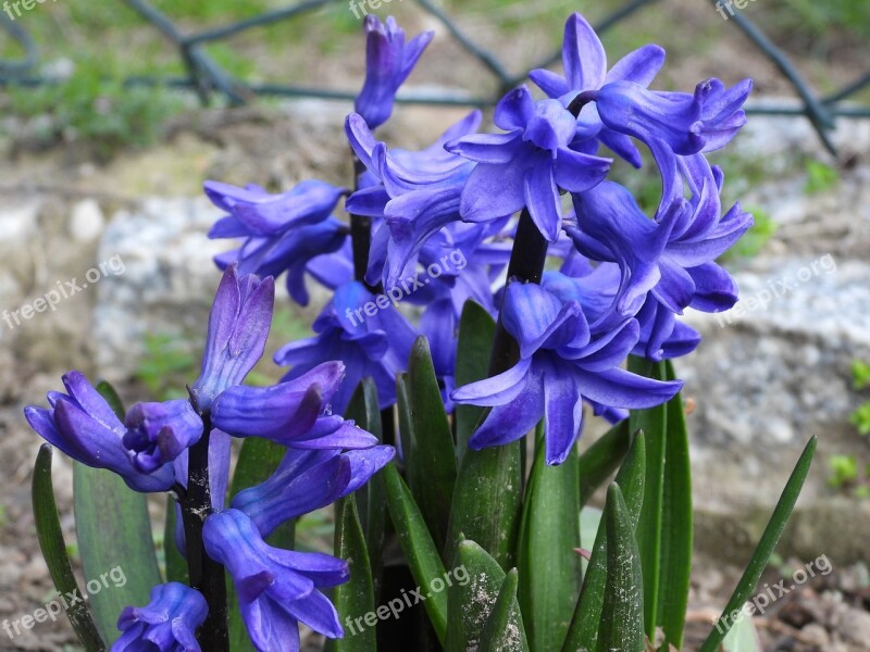 Hyacinth Blue Flower Marinated Spring