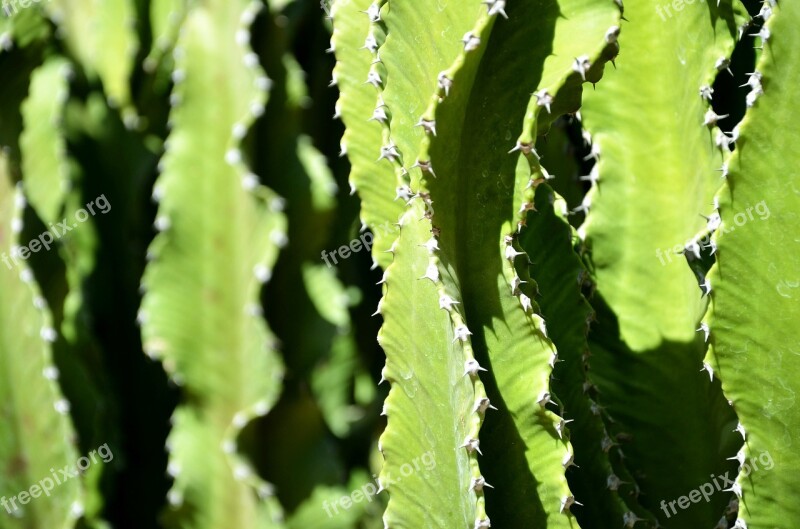 Cactus Cacti Green Nature Plants