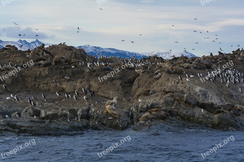 Ushuaia Patagonia Argentina Beagle Channel Sea Wolf