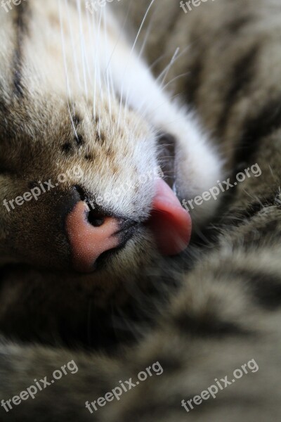 Cat Tongue Closeup Pet Kitten