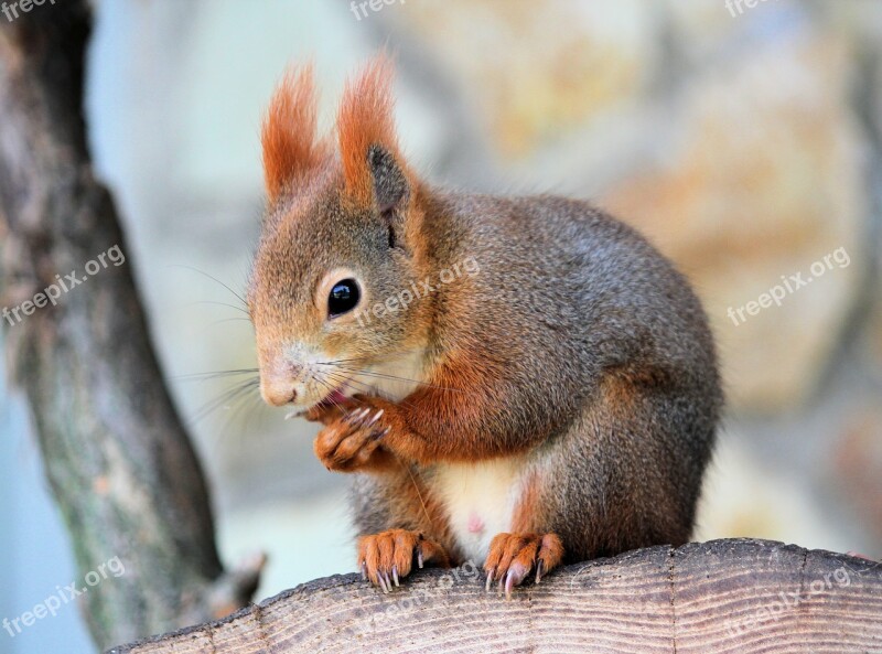 The Squirrel Rusty Rodent Mammal Animal