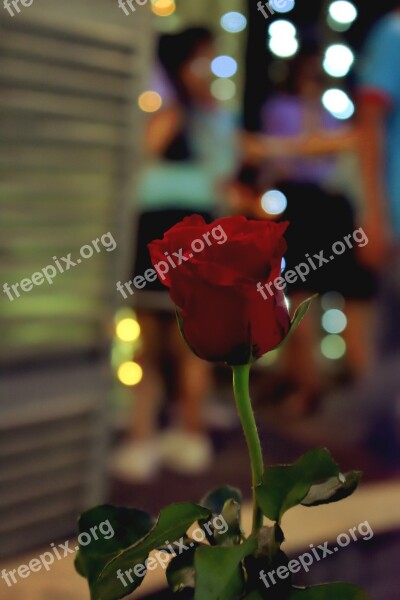 Roses Bokeh Nice Candles Light