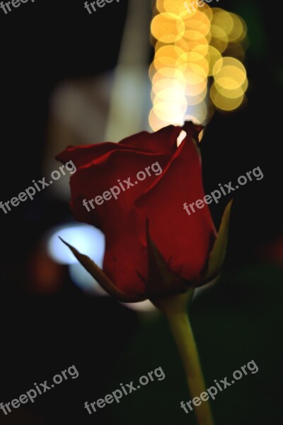 Roses Bokeh Nice Candles Light