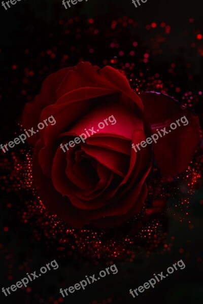 Wallpaper Background Rose Art Beautiful