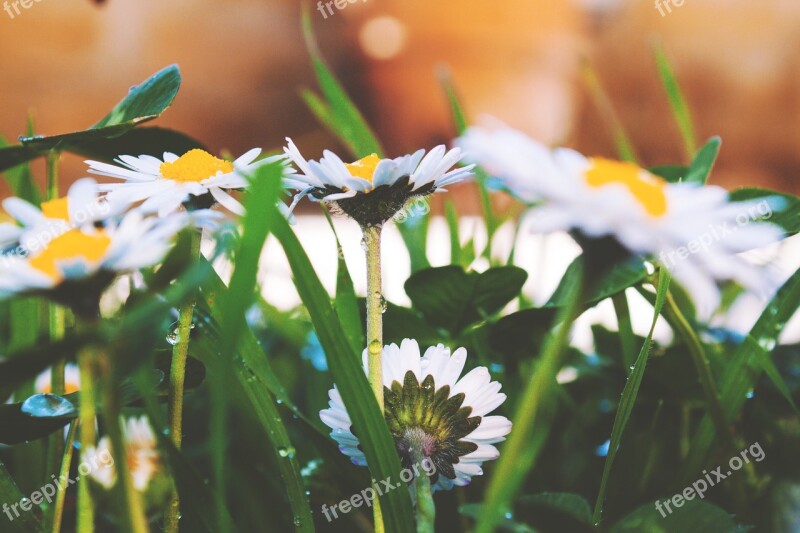 Flowers Daisies Spring Nature Prato