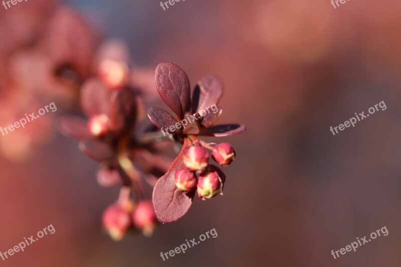 Shrub Leaves Purple Flower Buds Garden Leaves