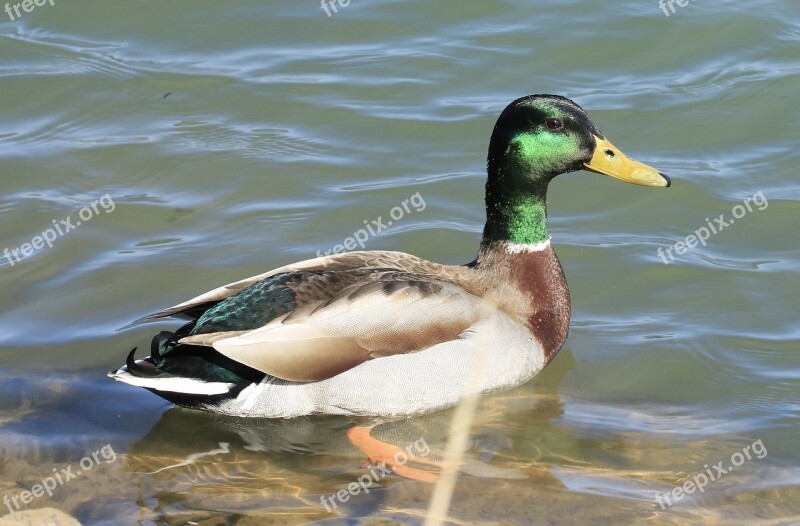 Duck Lake Water Nature Outdoors