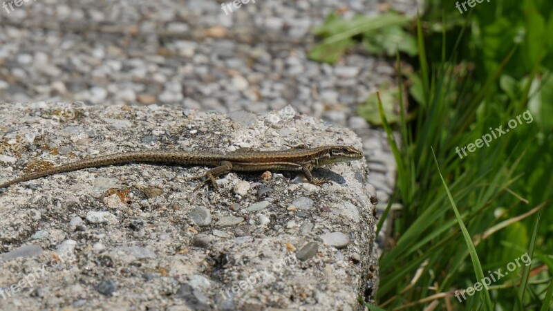 Lizard Mountain Nature Reptile Stone