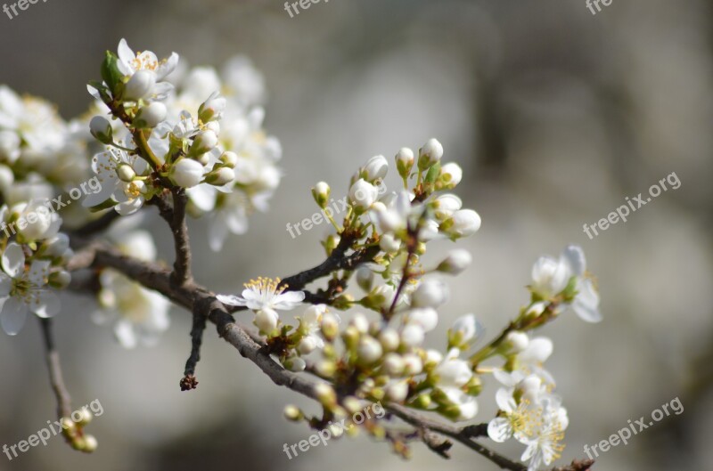 Flowers Casey Branch Flourished Tree