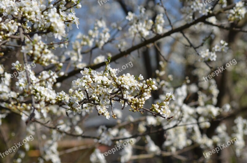 Tree Flowers Nice White Branch