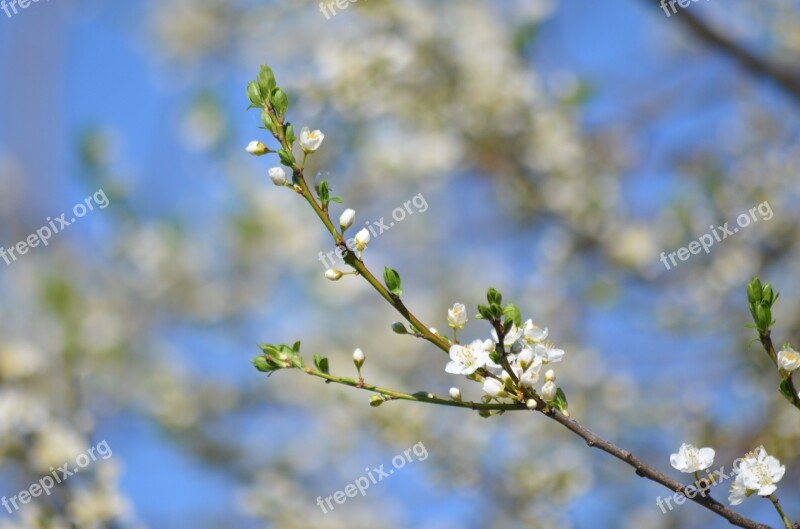 Branch Tree White Nice Spring