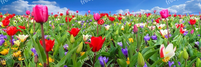 Nature Landscape Flowers Spring Blossom