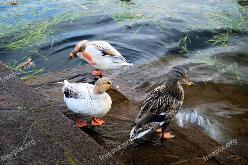 Ducks Nature Animals Birds Freedom