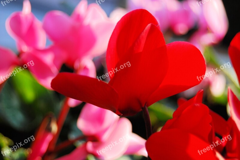 Pansy Bokeh Blurred Background Flowers Background