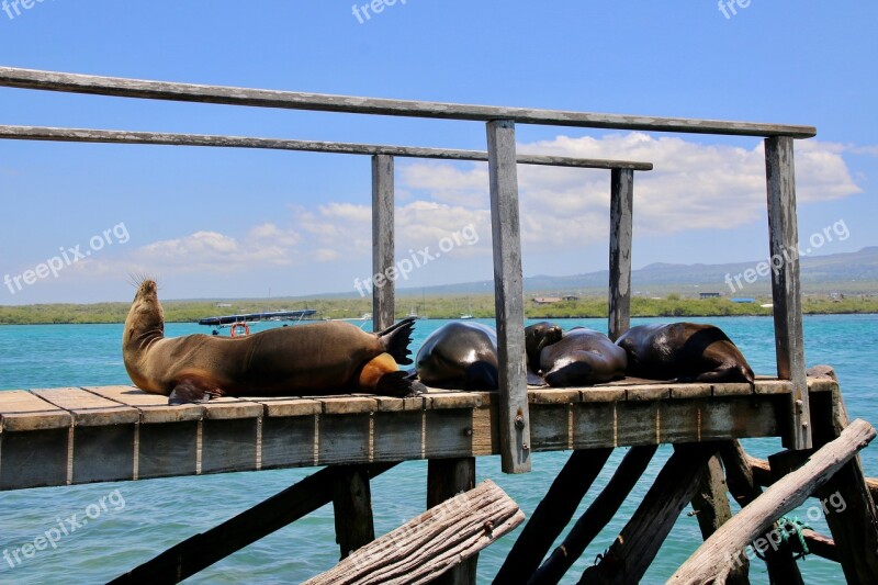 Sea ​​lion Chilling Day Napping Port Free Photos