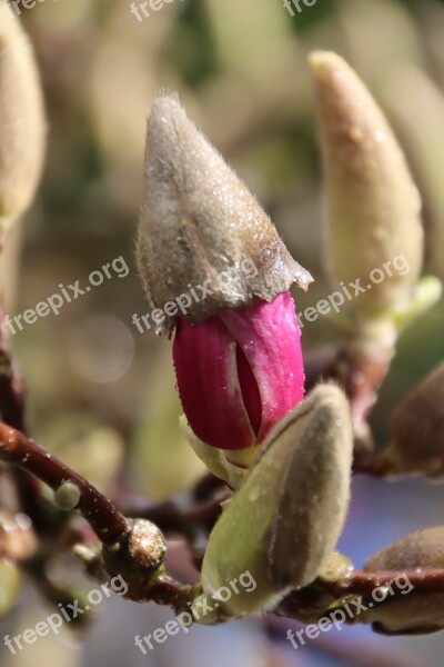 Magnolia Blossom Bloom Spring Garden