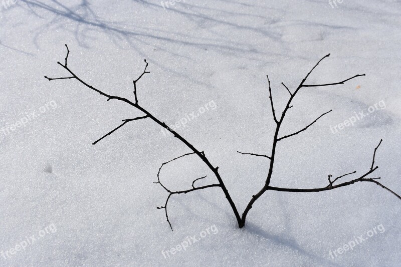 Branch Snow Tree Winter Nature