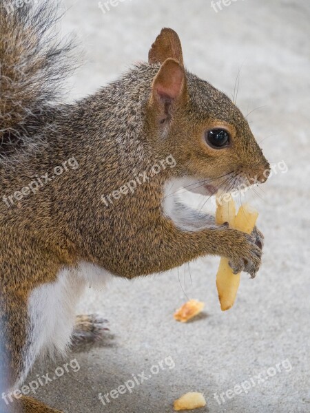 Squirrel Animal Eating Rodent Nature