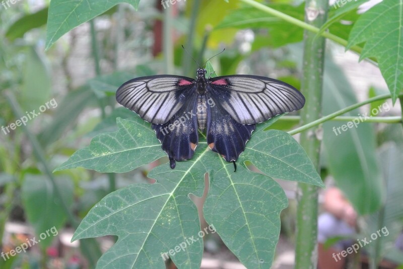 Butterfly Dark Insect Free Photos